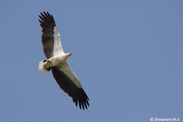 White-bellied-Sea-Eagle_byndoor