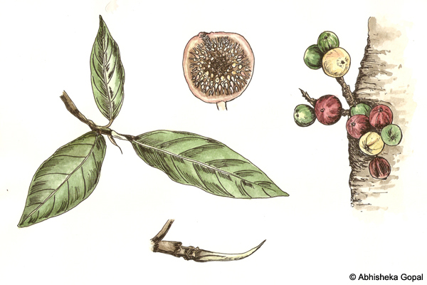 Wild-Fig-or-Gular-Ficus-racemosa