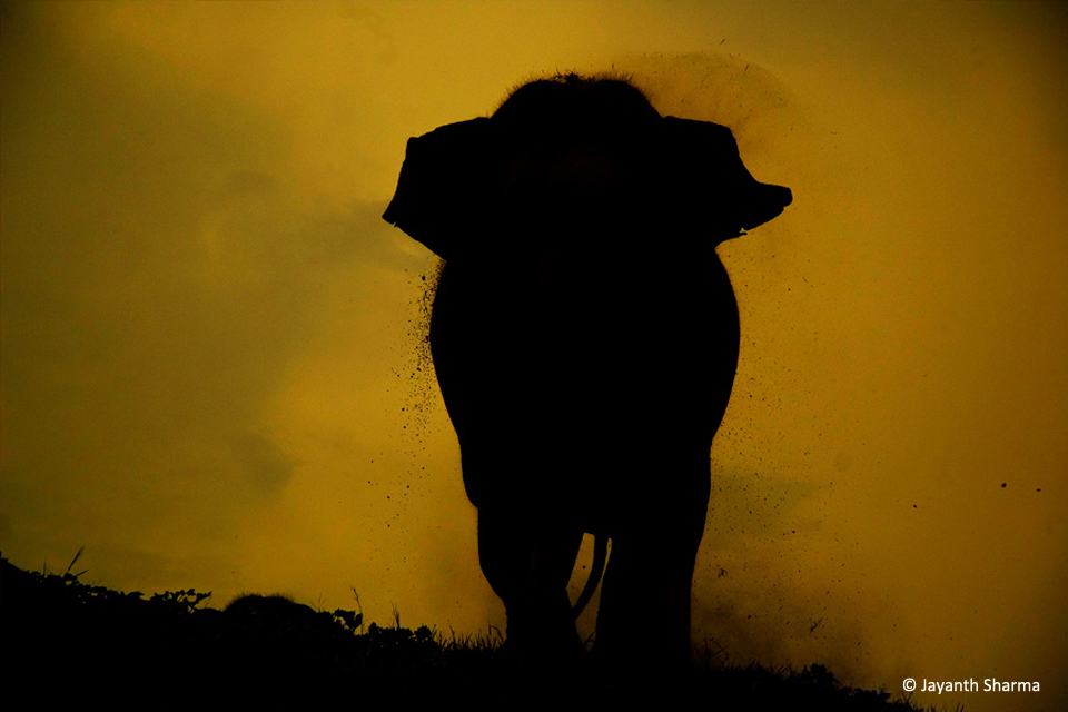 elephant charge-960x640(1)