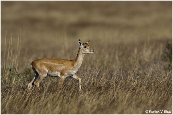 female_black_buck_antilope