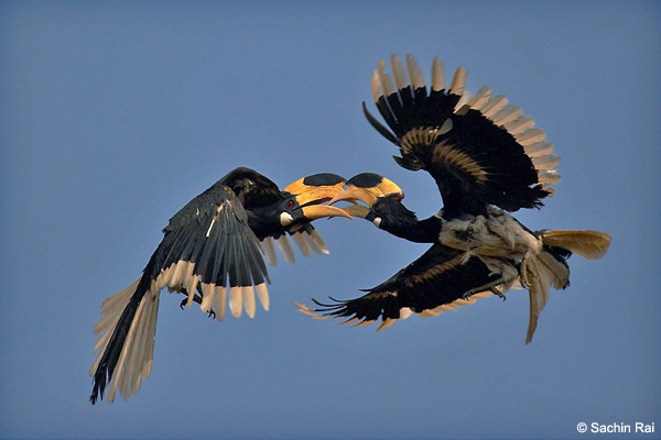 hornbill-malabar-pied