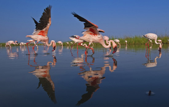 Lesser Flamingo Phoenicopterus minor at Little rann of kachch gujrat india