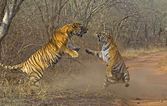 ranthambhore-tigers