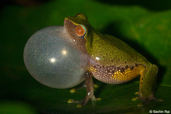 raorchestes_glandulosus