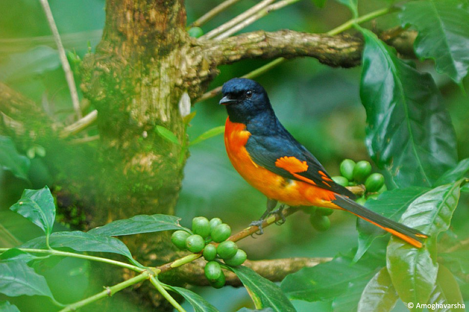 14.apscarlet_minivet