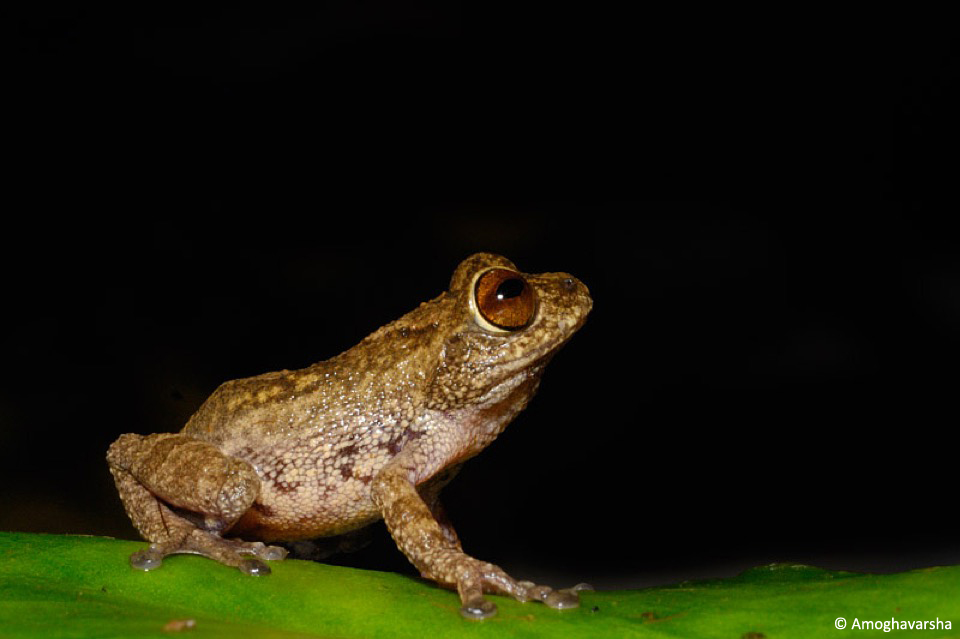17.asponmudi