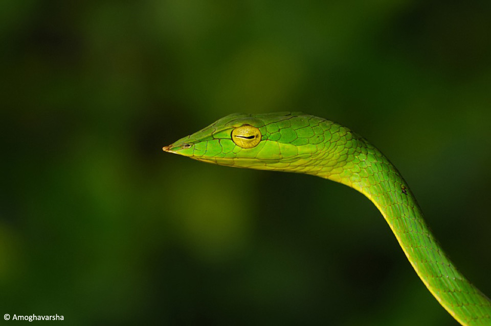 19.auvine_snake