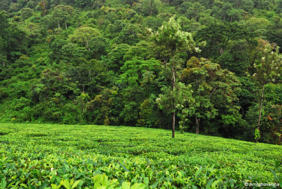 23.aytea