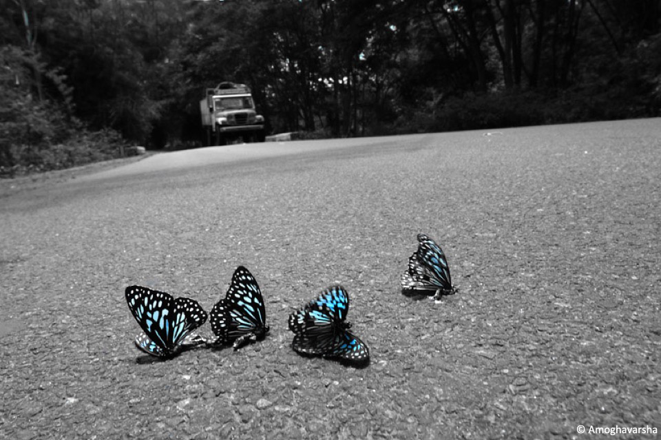 24.azbutterfly