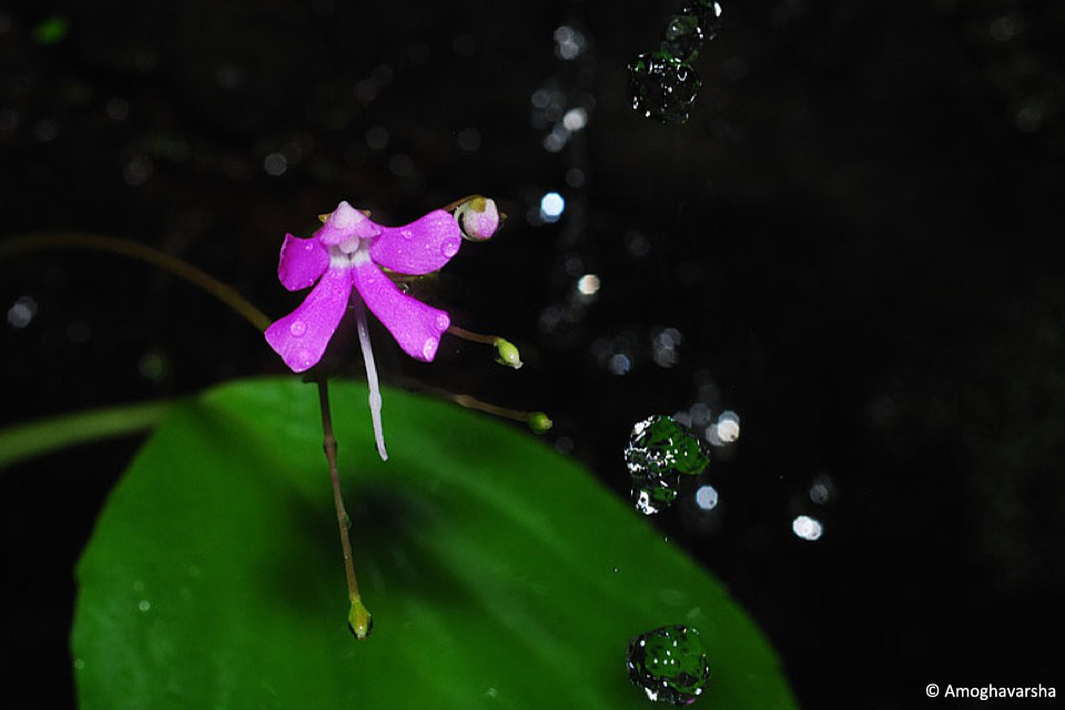 7.agimpatiens_stream