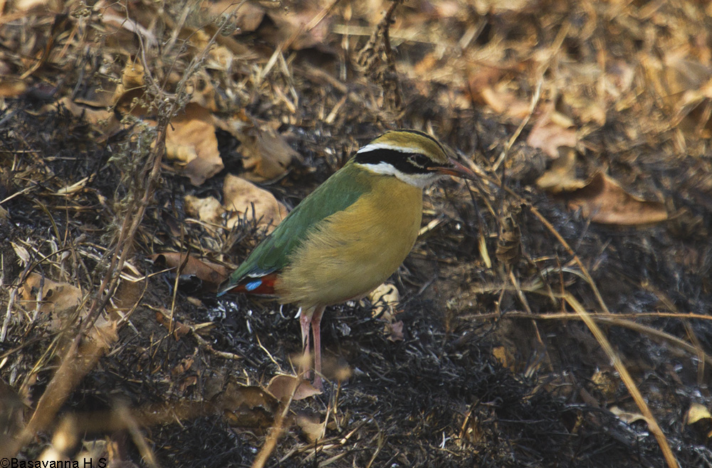 pitta