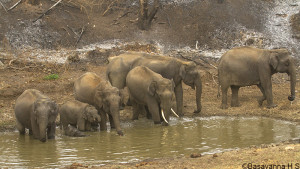 elephants herd