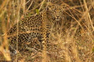 leo cub