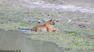 tiger cooling off