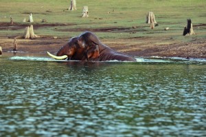 Elephant taking bath