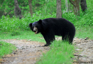 14th sloth bear