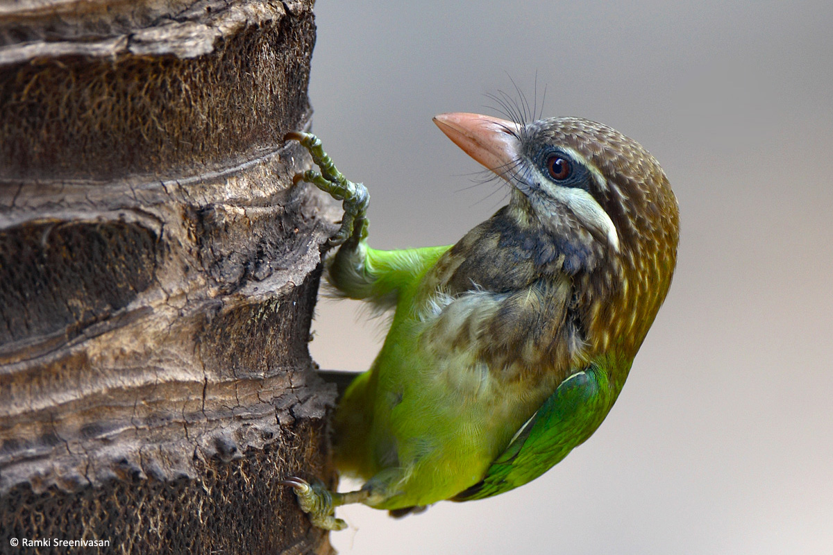 2.White-cheeked-Barbet