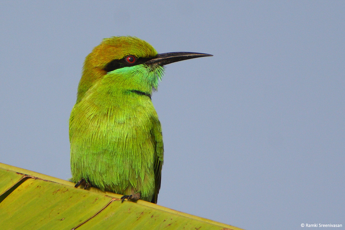 4.Green-Bee-eater