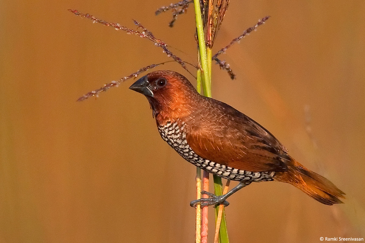 5.Scaly-breasted-Munia