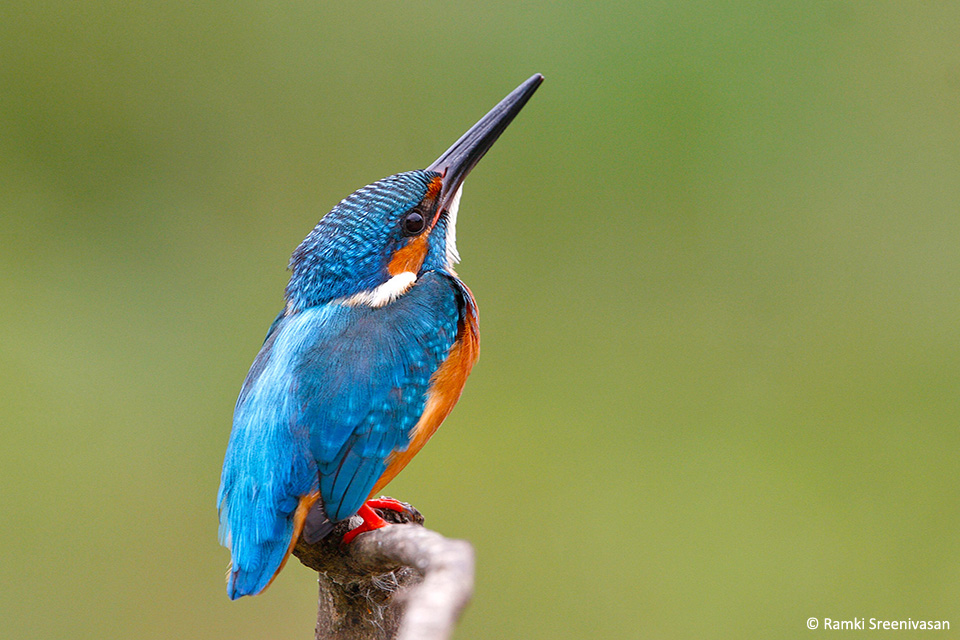 6.Common-Kingfisher
