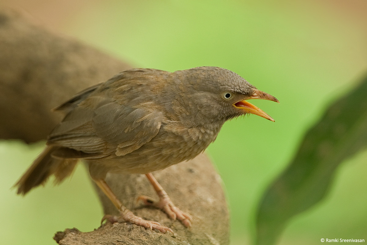 7.Jungle-Babbler