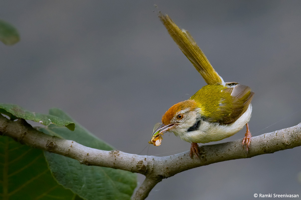 8.Common-Tailor-bird