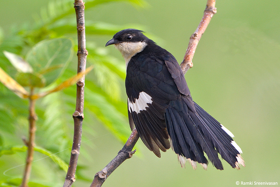 9.Pied-Cuckoo