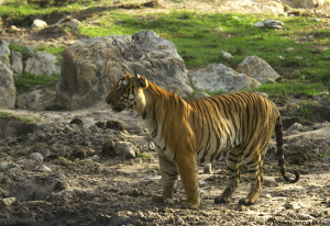 tiger @ slat lake