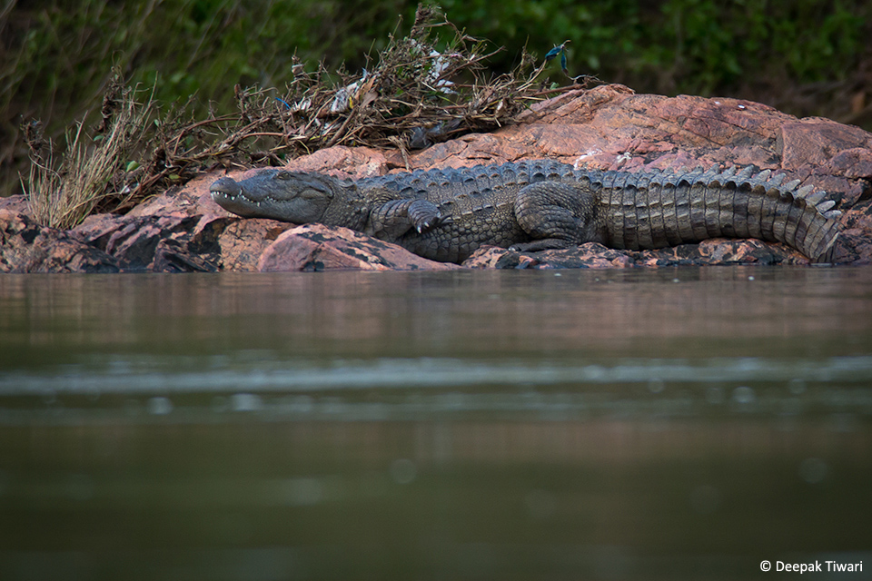 3.Cauvery Mugger Crocodile