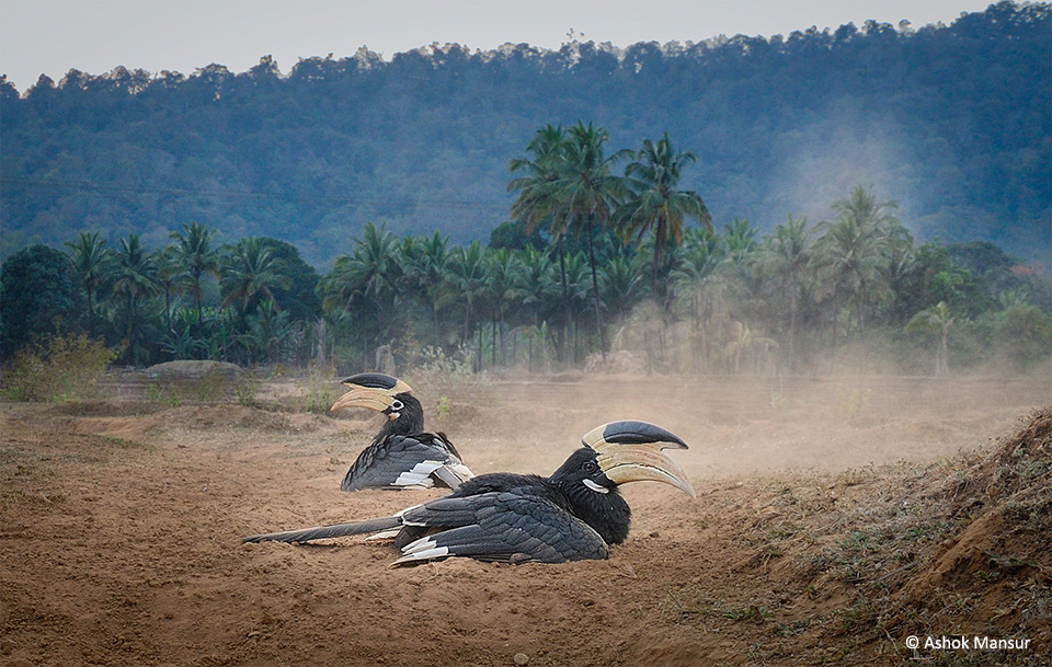 iconic-hornbills