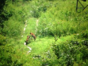 IMG-20150723-WA0001