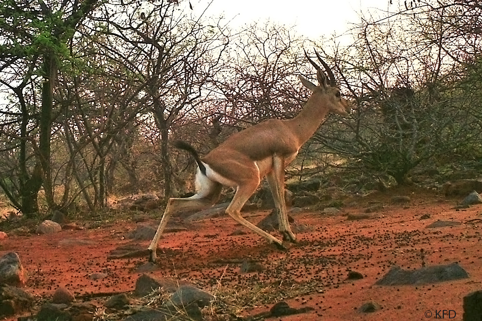 Chinkara 07