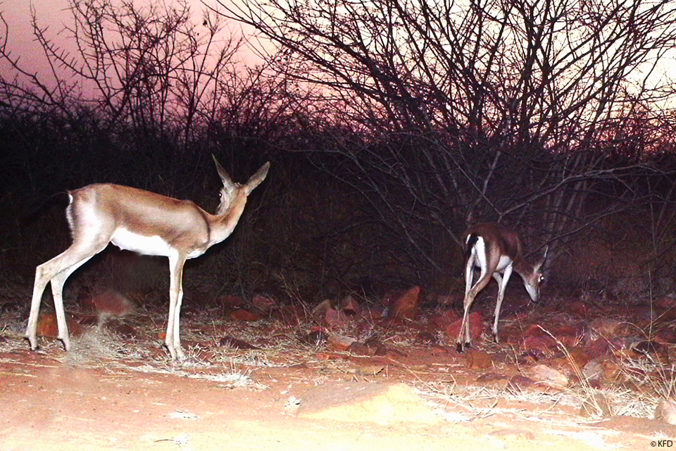 Chinkara 08