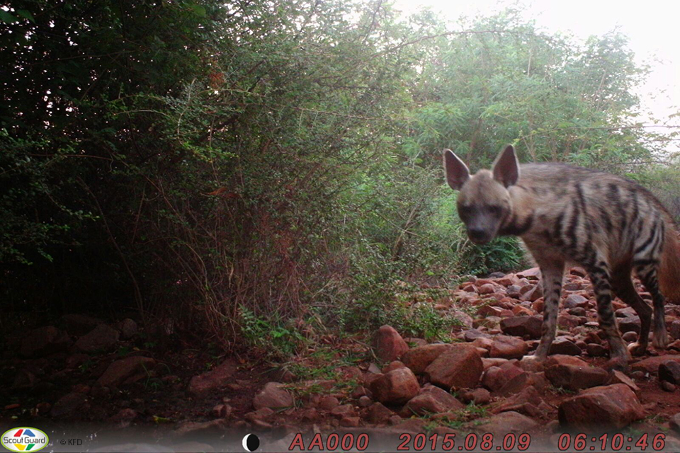 Chinkara 10