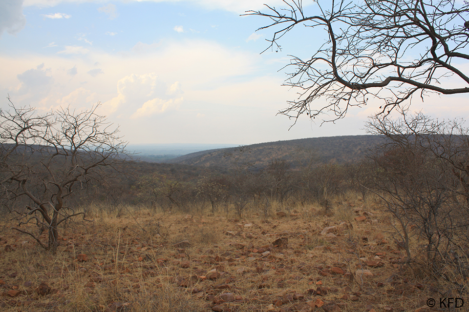 Chinkara story n2
