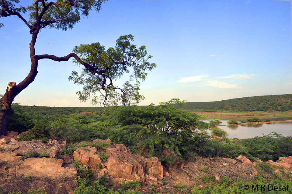 Chinkara story n3