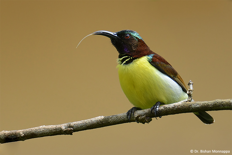 10Sunbird