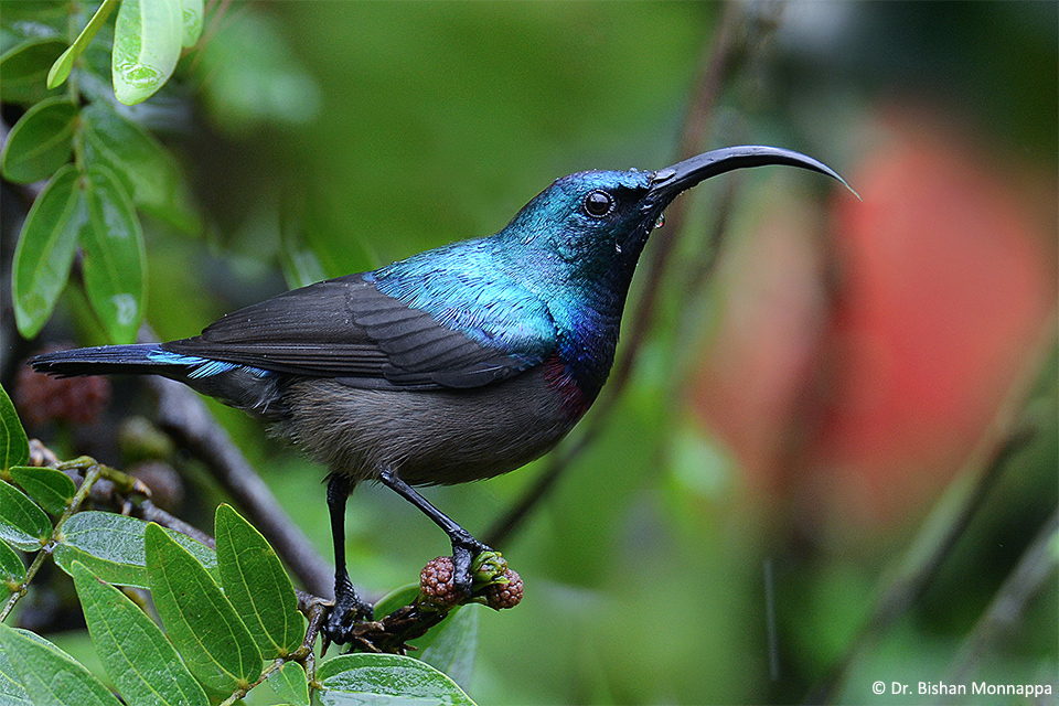 12Sunbird