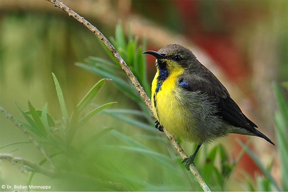 13Sunbird