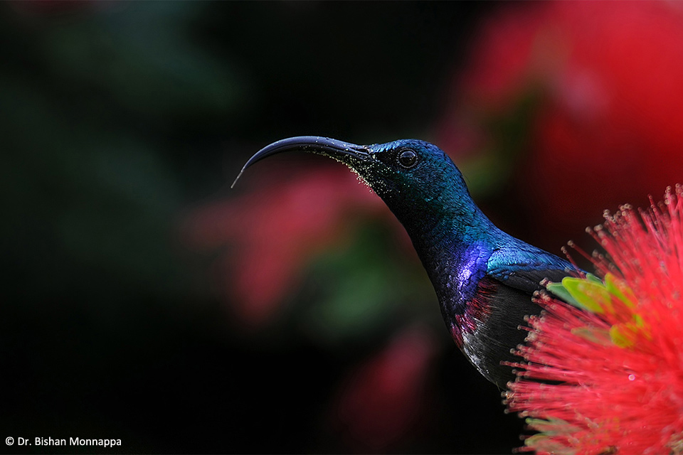 1Sunbird