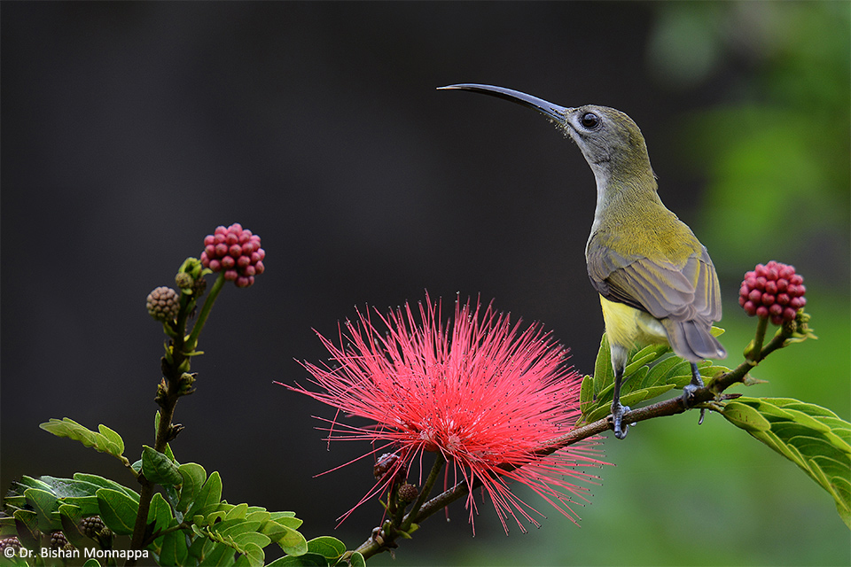 5Sunbird