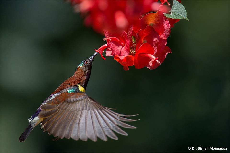 6Sunbird
