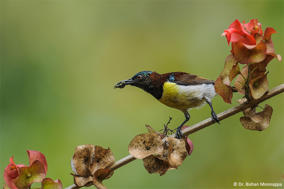 8Sunbird