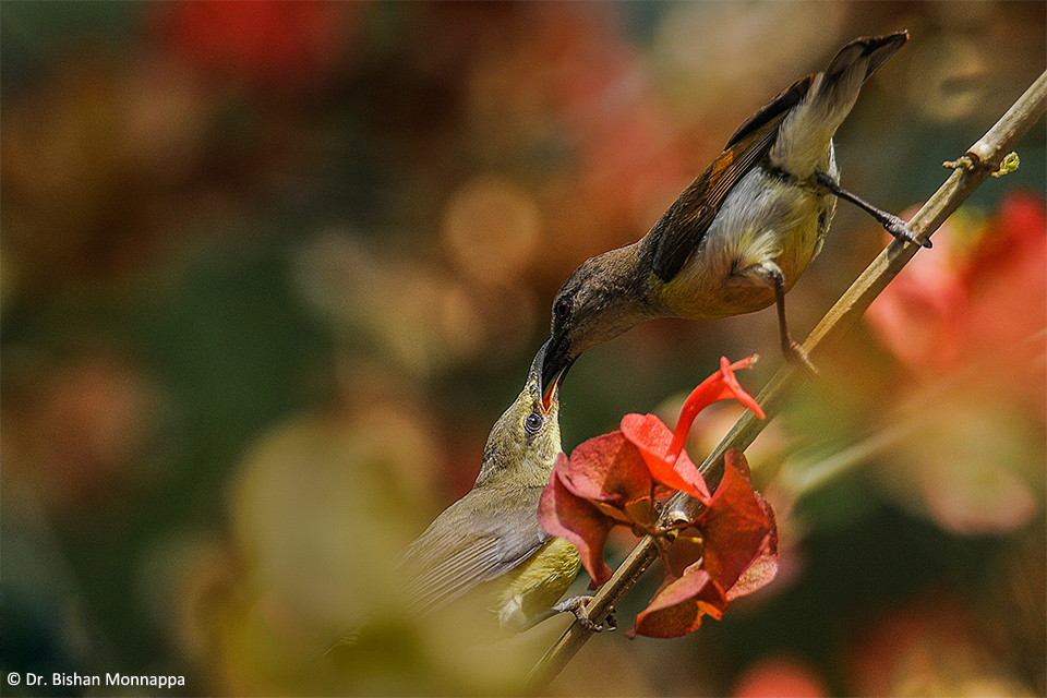 9Sunbird