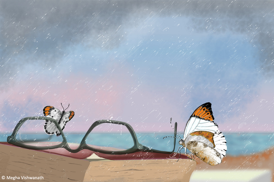 15OrangeTip