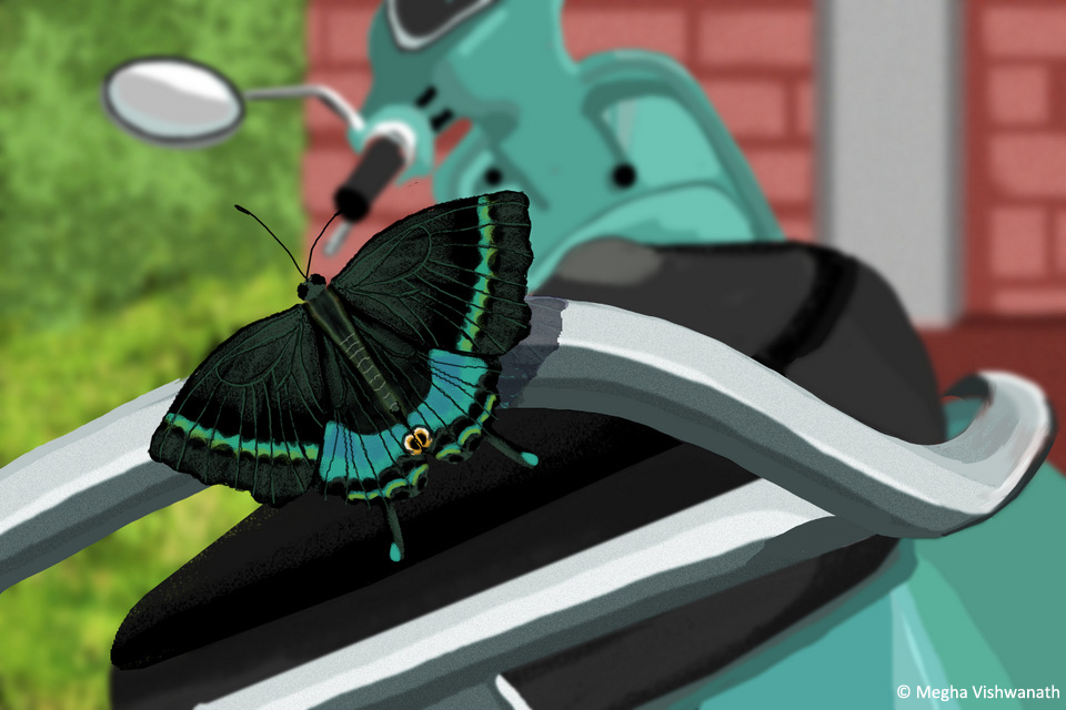 6Peacock