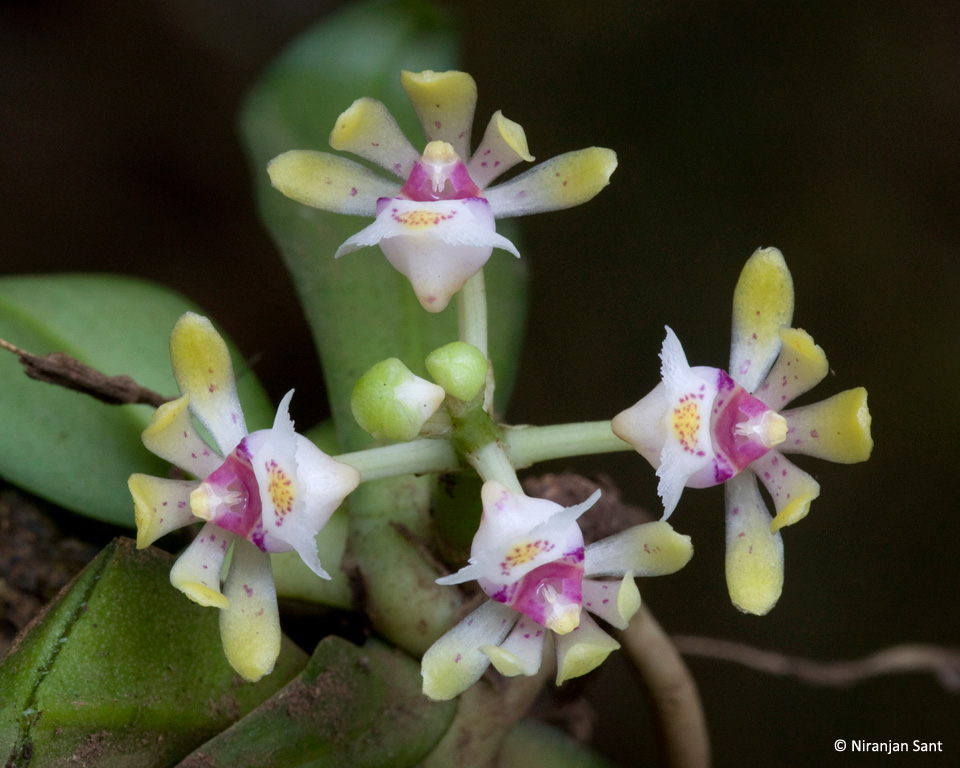 01-gastro flabiliformus