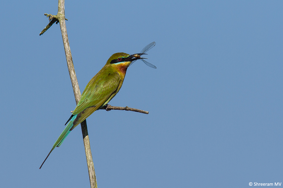 02 Blue-tailed Bee-eater Feeding