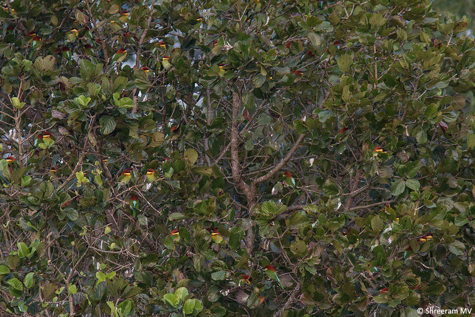 03-2 Chestnut-headed Bee-eater