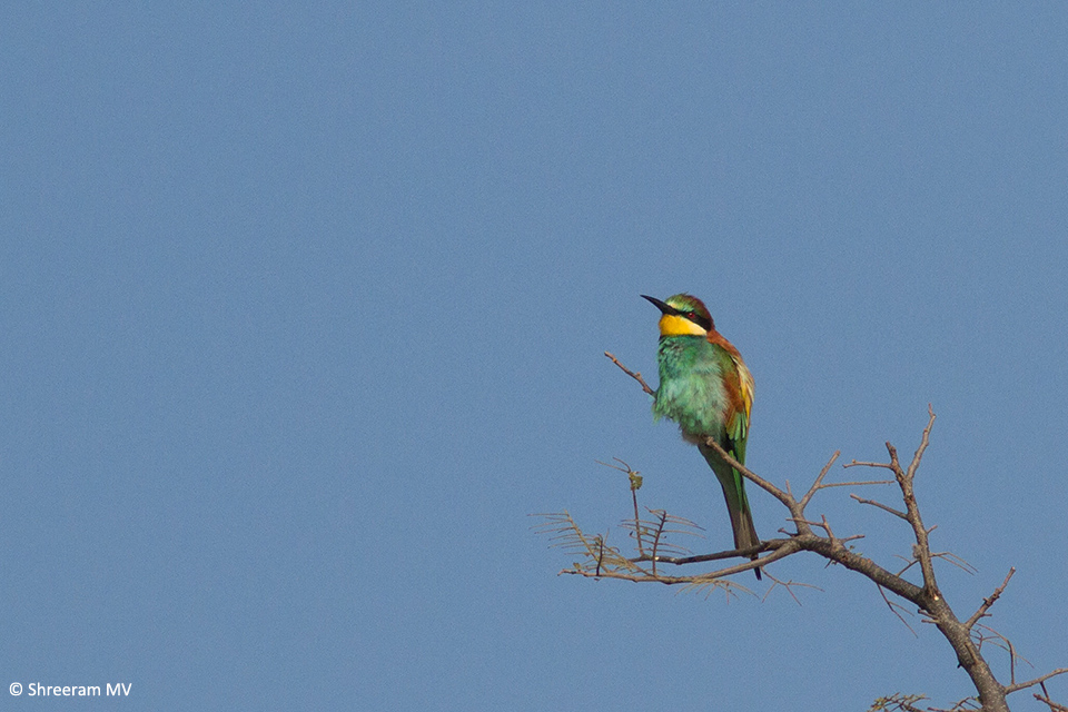 04 European Bee-eater